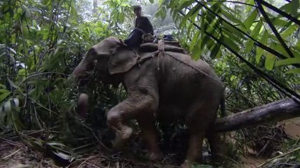 İnsanların Hayatını Kurtaran Filler