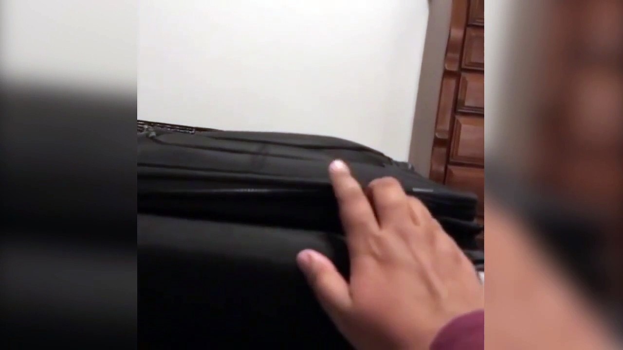 Ce chat empeche son maitre de faire ses valises