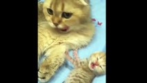 Kittens Talking and with their Moms Compilation _ Cat mom hugs baby kitten