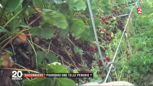 Combien gagnent les saisonniers et est-ce légal ? France 2 a enquête en caméra cachée - Regardez