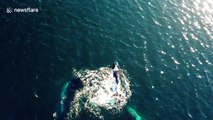 Whales breaching off the Australian coast