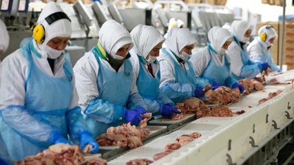 Türklerin Yüzüne Bakmadığı Piliç Ayağı Çin Pazarıyla Gelir Kapısı Oldu