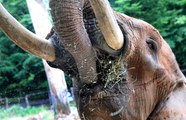 Eléphant et rhinocéros préfèrent le foin lorrain