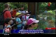 Italia: animales en zoológico de Roma se refrescan con bloques de hielo