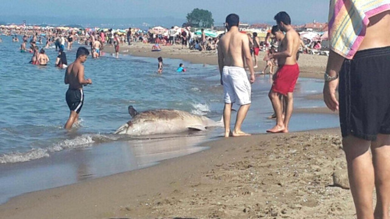 Karasu Sahilinde Karaya Vuran Yunus Balığı Şaşkınlık Yarattı