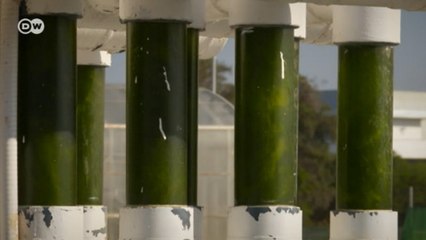 As possibilidades de cultivo e uso das microalgas