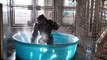 Un gorille danse dans une piscine