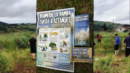Asturias cada vez menos verde: Acción de "Lluchando Pola Soberanía" contra la invasión de los plumeros