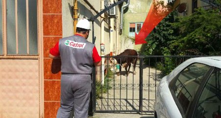 Mezbahadan Kaçan Uruguaylı Boğa, Kocaeli'yi Birbirine Kattı