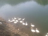 Duck Enjoy in Saat taal lake in Nainital,India