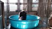 A gorilla dances in a pool - OMG VIDEO