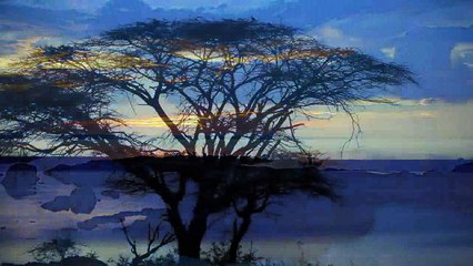 Africa  birds animals and nature 2017