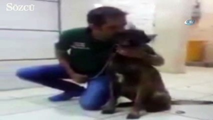 Köpek eğitmenin burnunu ısırıp kırdı