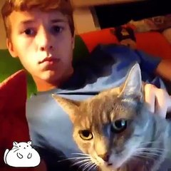 Cats - Funny video cats - OMG VIDEO