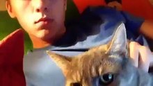 Cats - Funny video cats - OMG VIDEO