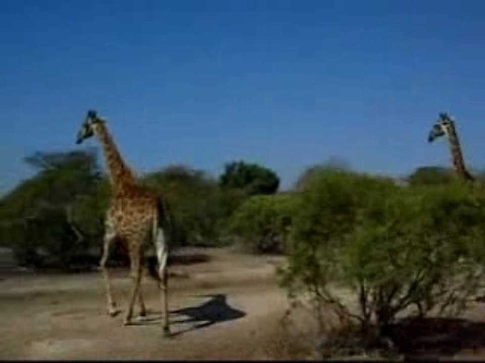 Girafe a Kruger