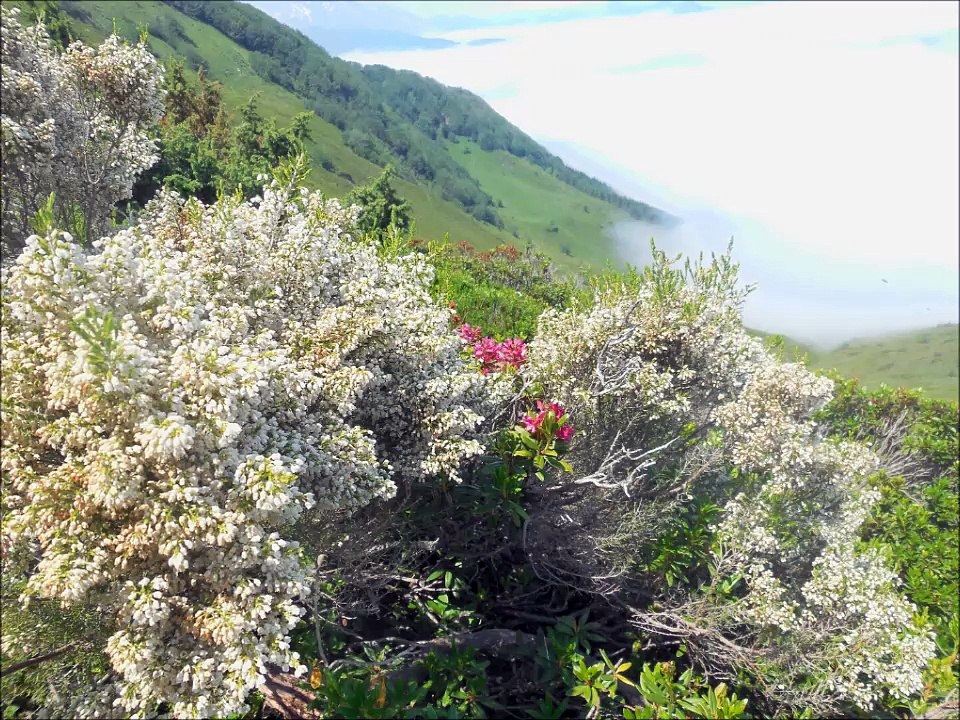 Randos dans les Pyrénées  JUIN 2017