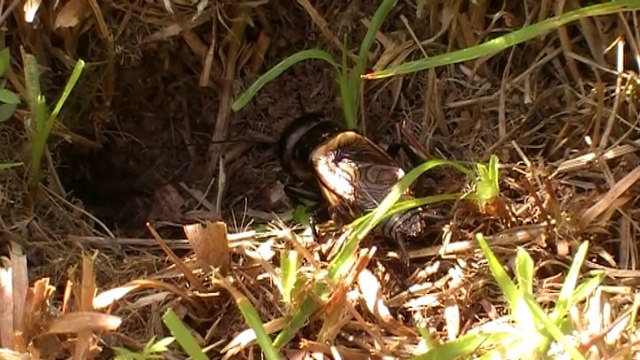 Chant du grillon des champs ou grillons champêtre.( Gryllidae )
