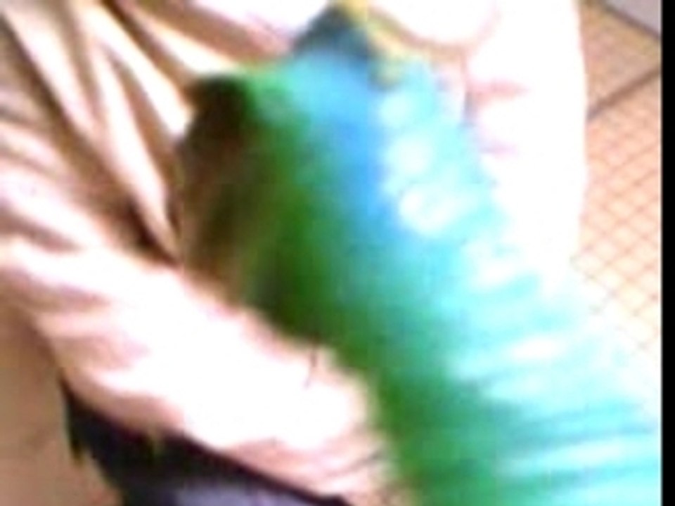 attaque raciste de dinosore