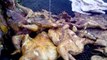Roasted Chicken Delicious Recipe with Pepper Sauce and Beef - 'Suya Meat' | Video