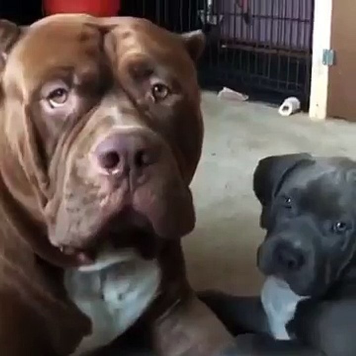 Just an adorable puppy spending some quality time with dad 