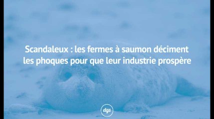Scandaleux : les fermes à saumon déciment les phoques pour que leur industrie prospère