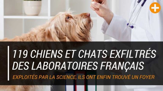 119 chiens et chats exfiltrés des laboratoires français