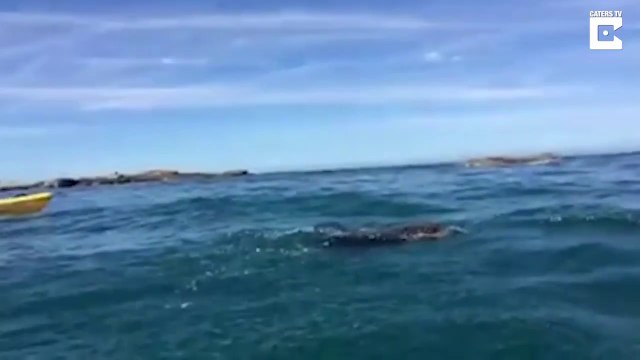 Combat violent entre un phoque et une pieuvre