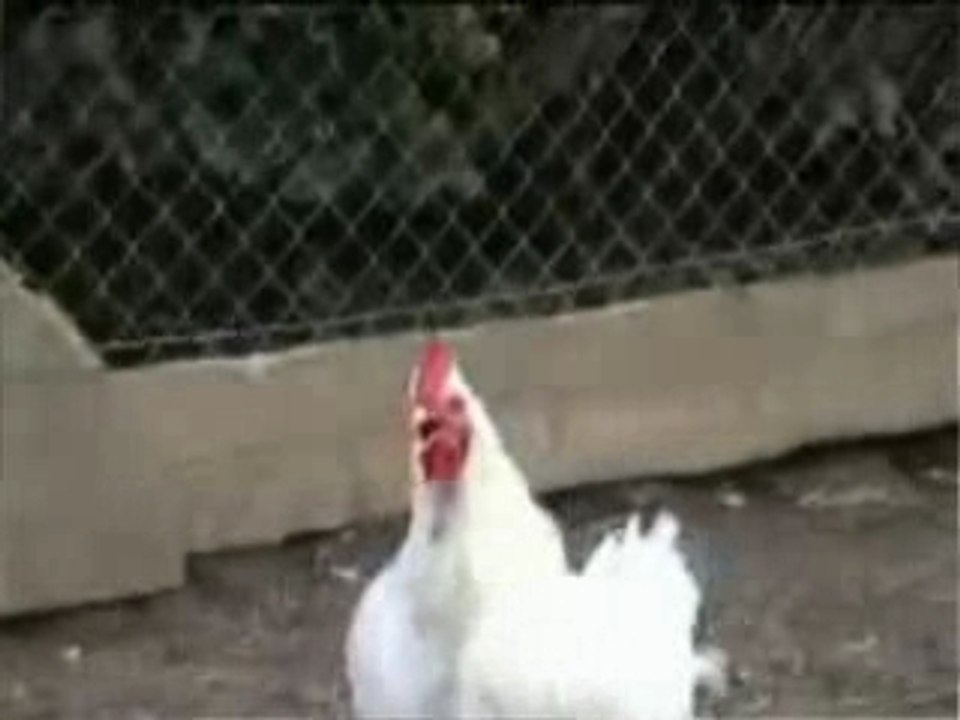 Cocorico French People lipsing