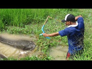 WOW! Amazing Man Shoot Fish Using Bowfishing In The Farm - Cambodian Shoot Fish Using Bowfishing