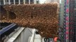 New York: Times Square envahi par des milliers d'abeilles
