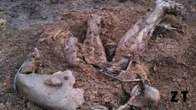 Enquête sur la momie des Tourbières (2013)