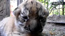 Newborn Amur Tiger Triplets Give Hope to Most Endangered Tiger Species