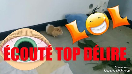 Cochon D'inde qui a faim