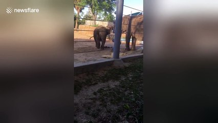 Baby elephant kicks bird out of its zoo enclosure