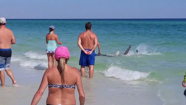 Sharks Tussle in Shallow Waters on Okaloosa Island Beach