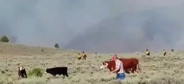 Firefighters Help Remove Cattle from Brian Head Fire Area