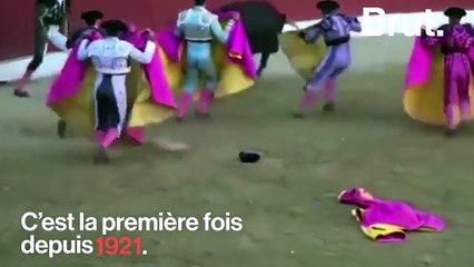 Corrida : 40 000 taureaux sont tués chaque année en Europe