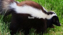 Skunk