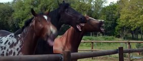 Fous rires chevaux