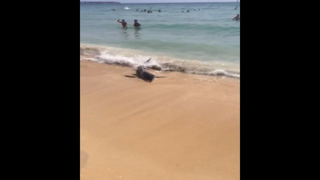 Blue shark euthanised after swimming along shoreline in Majorca
