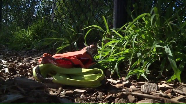 Woman Develops Cancer Treatment That Offers Hope to Ailing Dogs