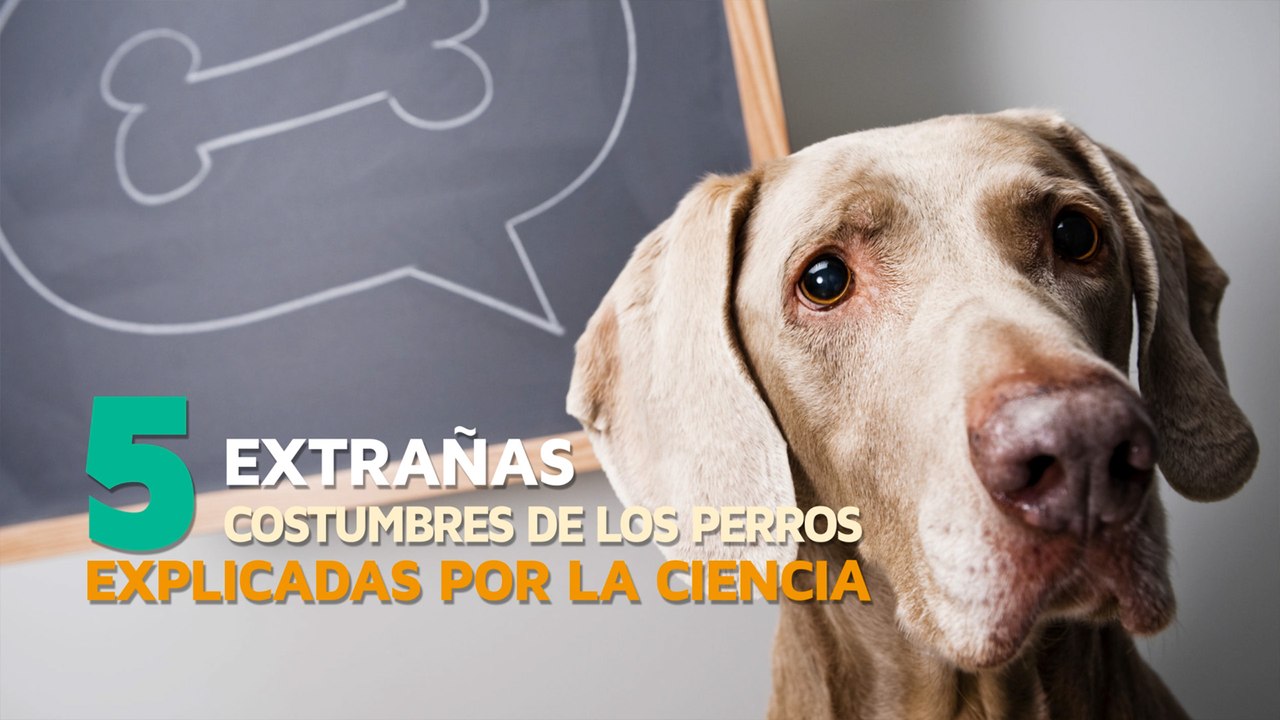 5 Extraños comportamientos de los PERROS explic...
