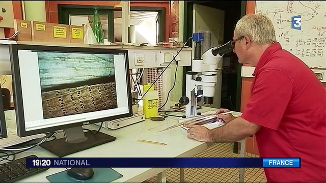 Réchauffement climatique : ces forêts expérimentales qui s'adaptent