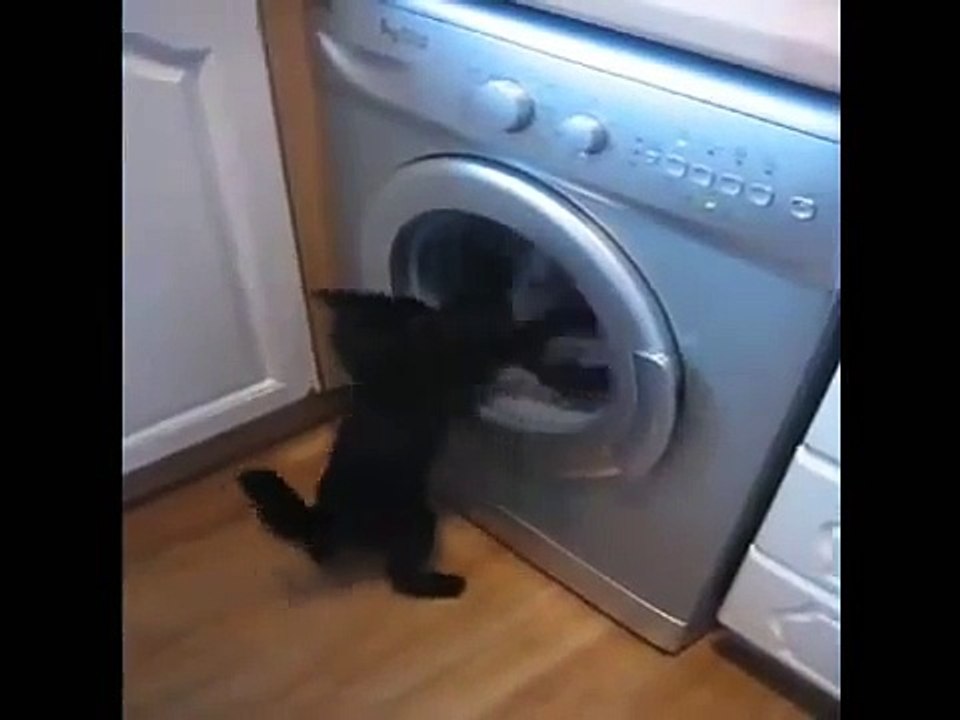 Кот полоскун против стиральной машины | Cat vs washing machine