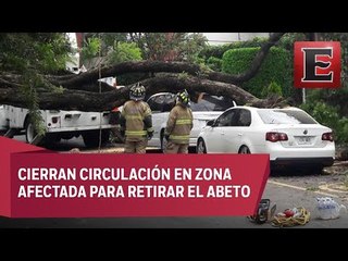 Caída de un árbol en la colonia Del Valle daña dos vehículos