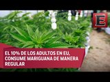 Legalización de la mariguana en México