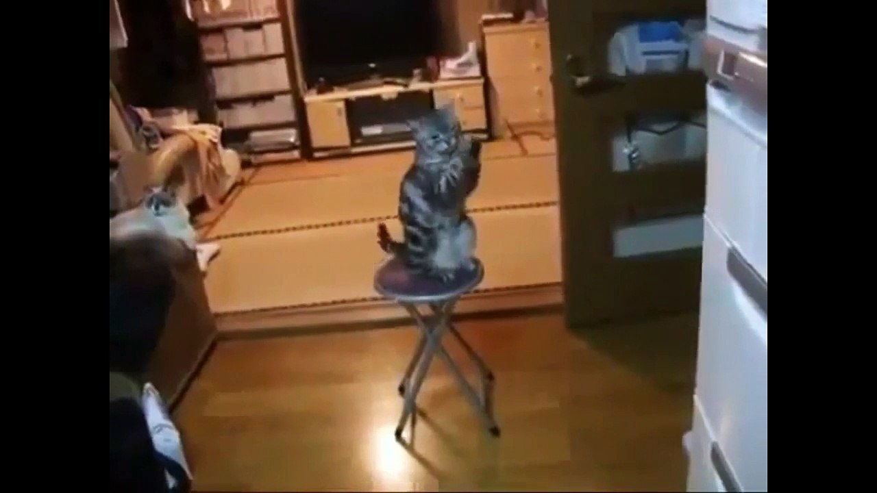 Как домашние коты с холодильником на ты | How cats open a fridge
