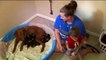 Missouri Woman Adopts Pregnant Dog on Euthanasia List, Gives Birth to 18 Puppies