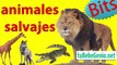 El Delaware por paraca el allí pasado nombres sonidos animales salvajes niños infantil caricaturas fotos